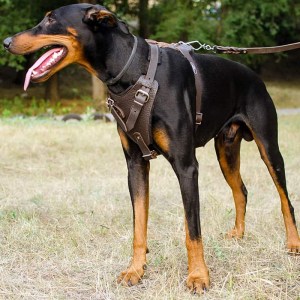 Коричневая шлейка из кожи для добермана «Working Dog»